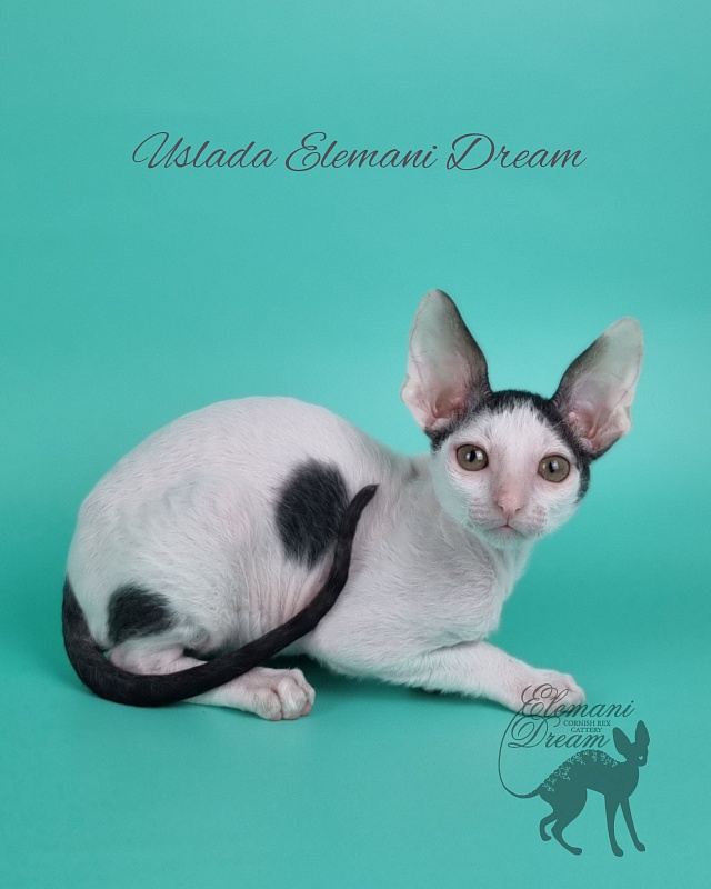 Uslada Elemani Dream - Kitten cornish rex 2 months 1 week
