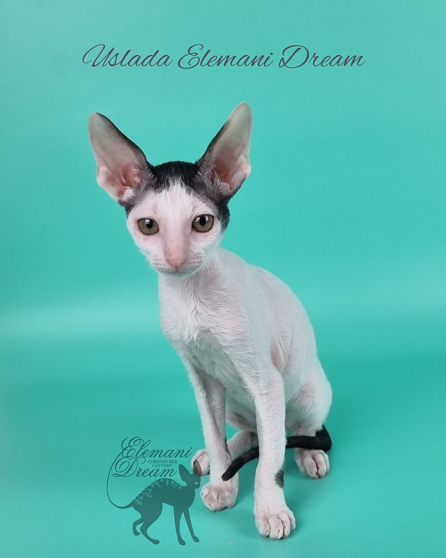 Uslada Elemani Dream - Kitten cornish rex 2 months 1 week