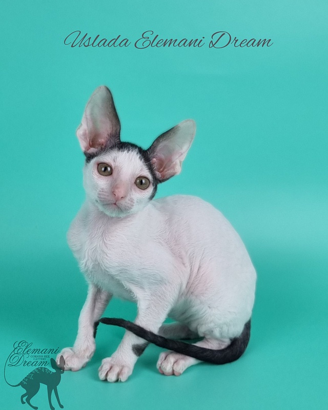 Uslada Elemani Dream - Kitten cornish rex 2 months 1 week