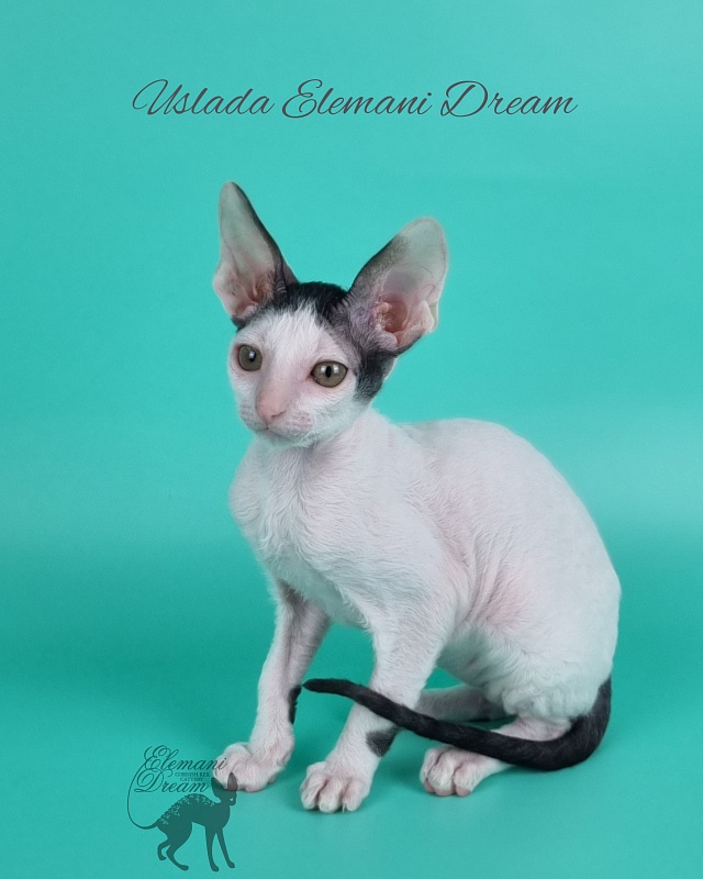 Uslada Elemani Dream - Kitten cornish rex 2 months 1 week