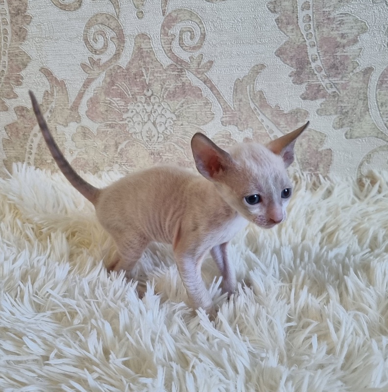 Undina Elemani Dream - Kitten cornish rex 4 weeks