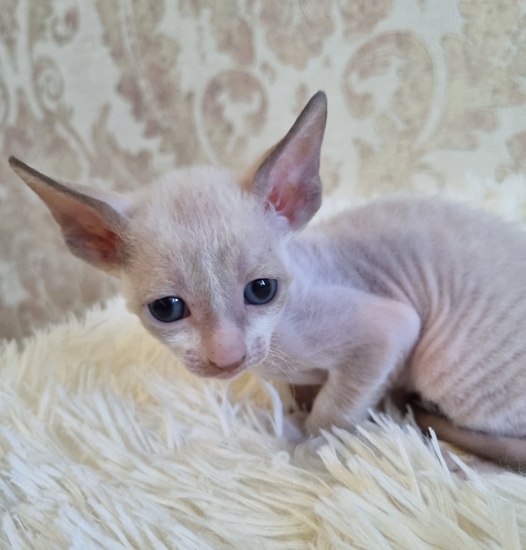 Undina Elemani Dream - Kitten cornish rex 4 weeks