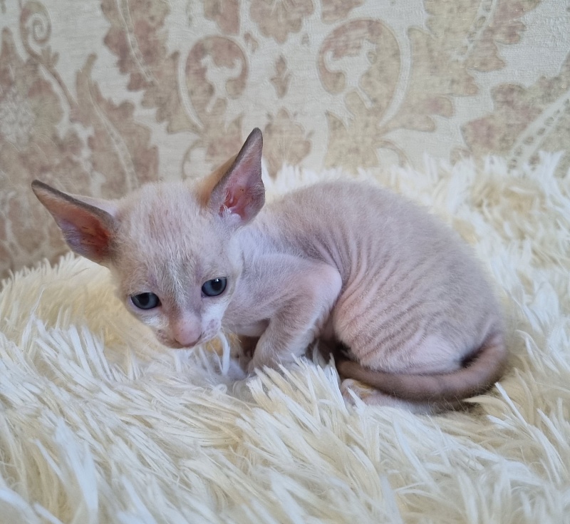 Undina Elemani Dream - Kitten cornish rex 4 weeks