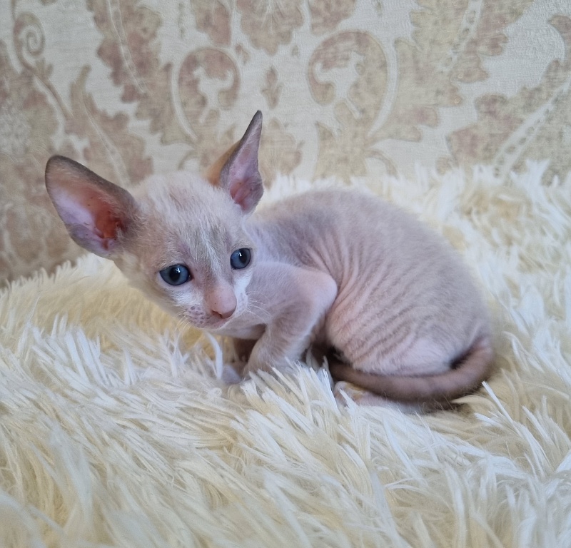 Undina Elemani Dream - Kitten cornish rex 4 weeks
