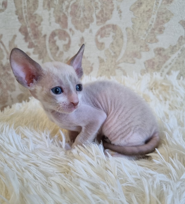 Undina Elemani Dream - Kitten cornish rex 4 weeks