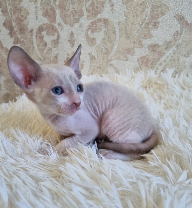 Undina Elemani Dream - Kitten cornish rex 4 weeks