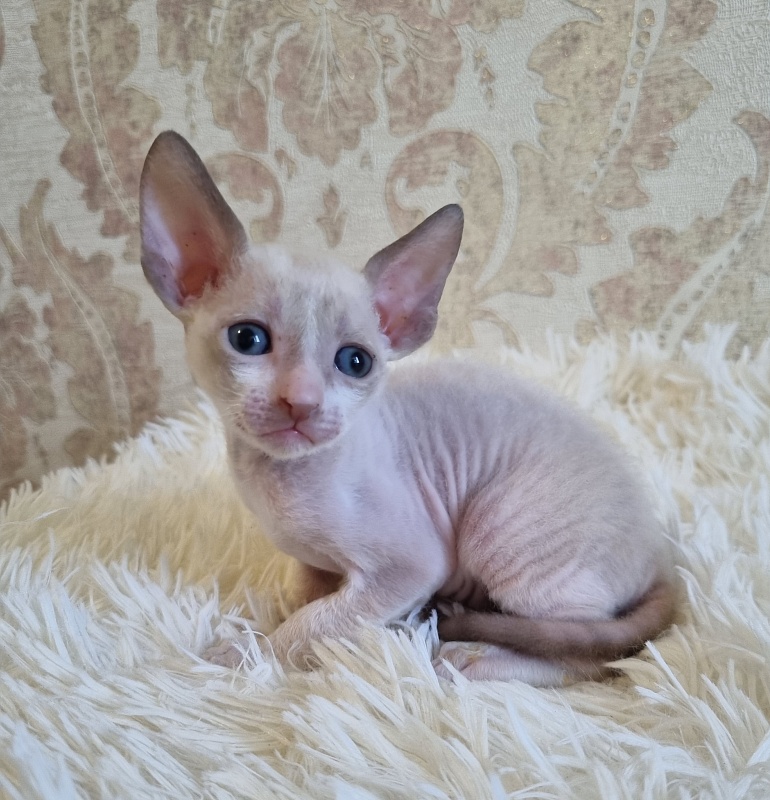Undina Elemani Dream - Kitten cornish rex 4 weeks
