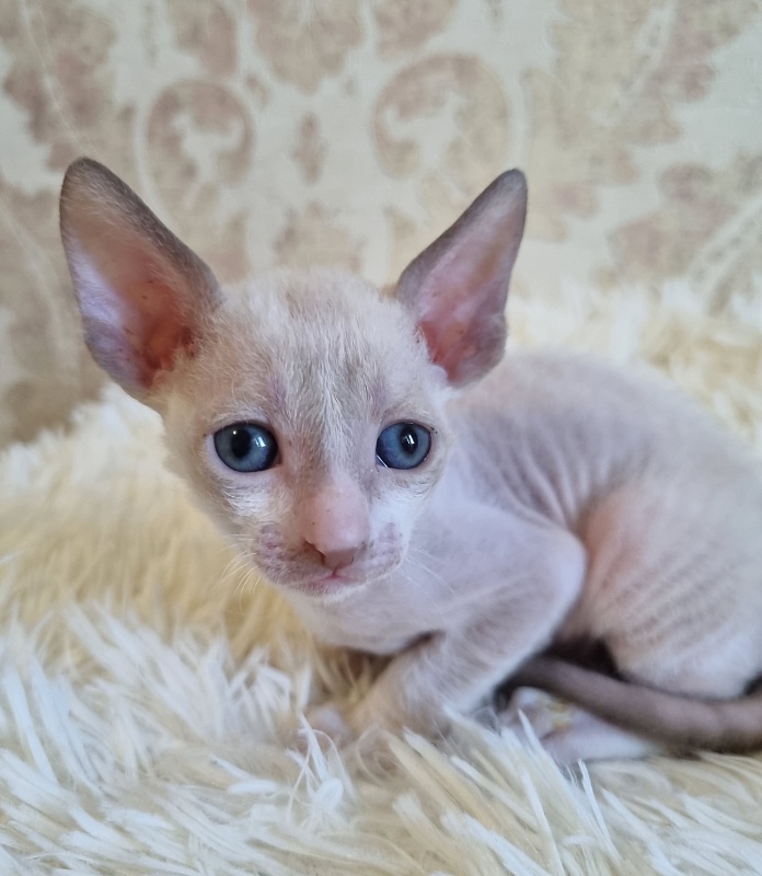 Undina Elemani Dream - Kitten cornish rex 4 weeks