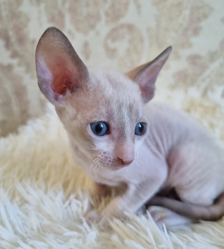Undina Elemani Dream - Kitten cornish rex 4 weeks