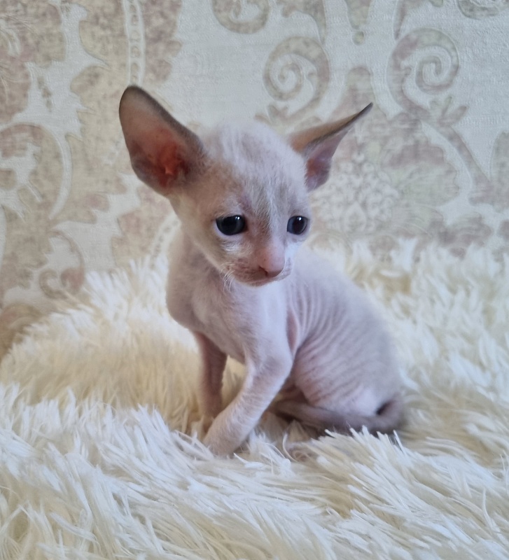 Undina Elemani Dream - Kitten cornish rex 4 weeks