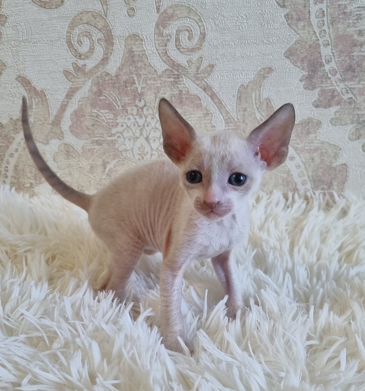 Undina Elemani Dream - Kitten cornish rex 4 weeks