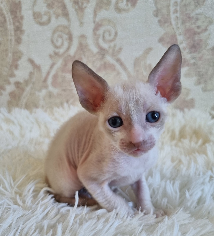 Undina Elemani Dream - Kitten cornish rex 4 weeks