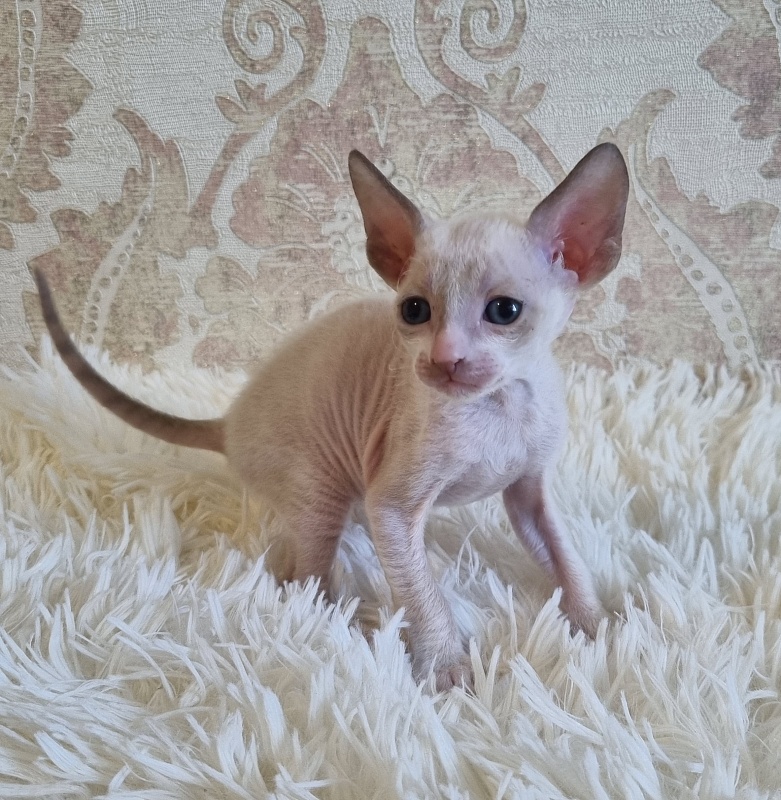 Undina Elemani Dream - Kitten cornish rex 4 weeks