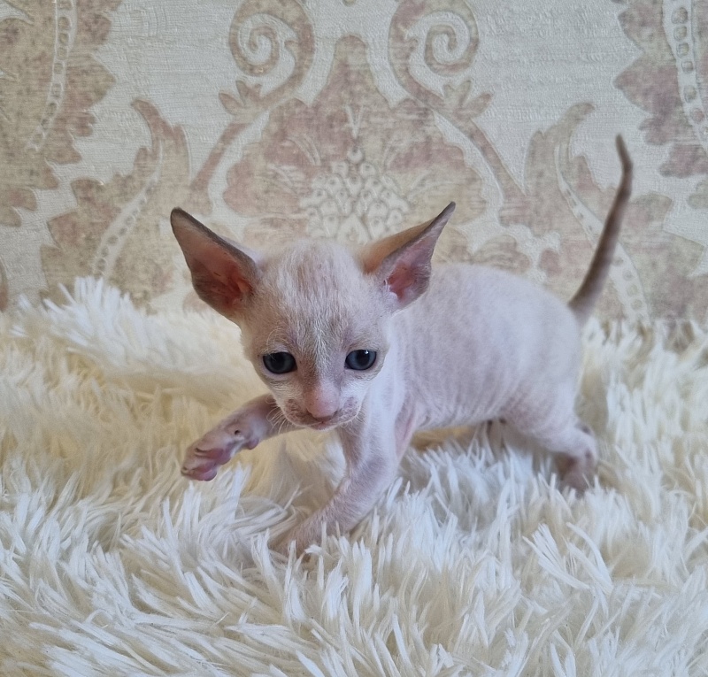 Undina Elemani Dream - Kitten cornish rex 4 weeks