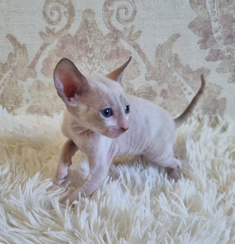 Undina Elemani Dream - Kitten cornish rex 4 weeks