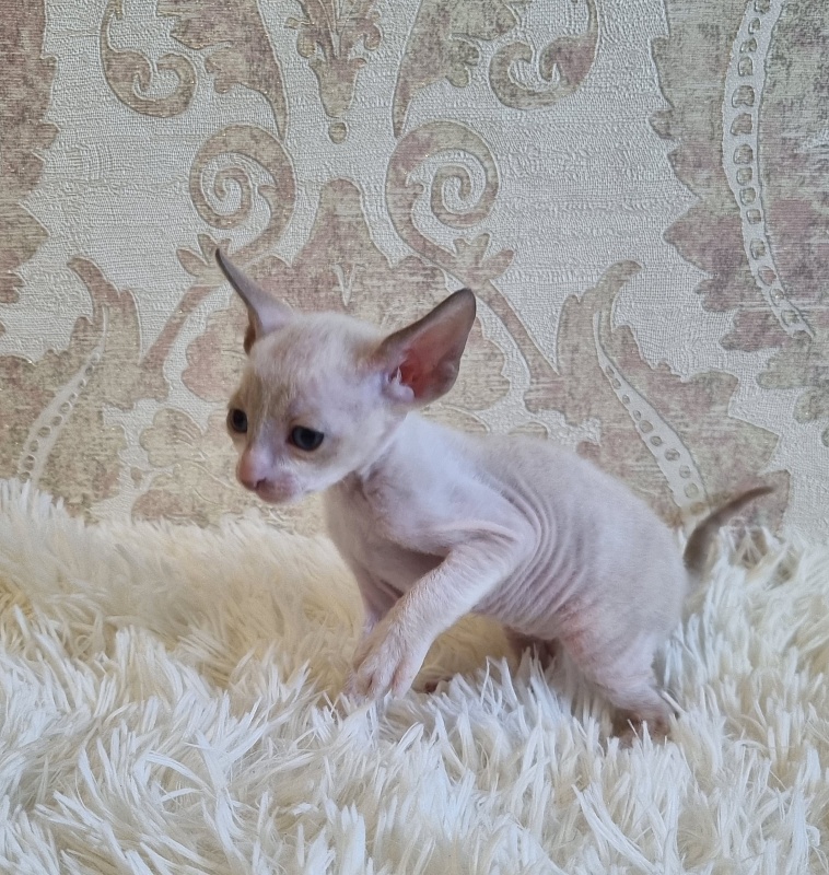 Undina Elemani Dream - Kitten cornish rex 4 weeks