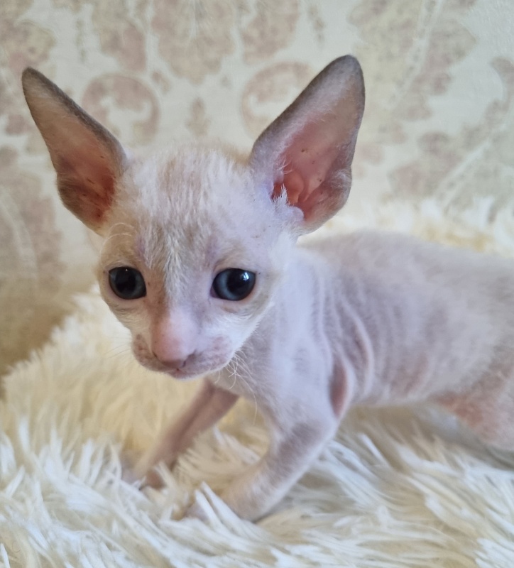 Undina Elemani Dream - Kitten cornish rex 4 weeks