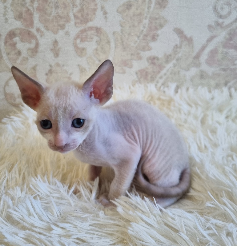 Undina Elemani Dream - Kitten cornish rex 4 weeks