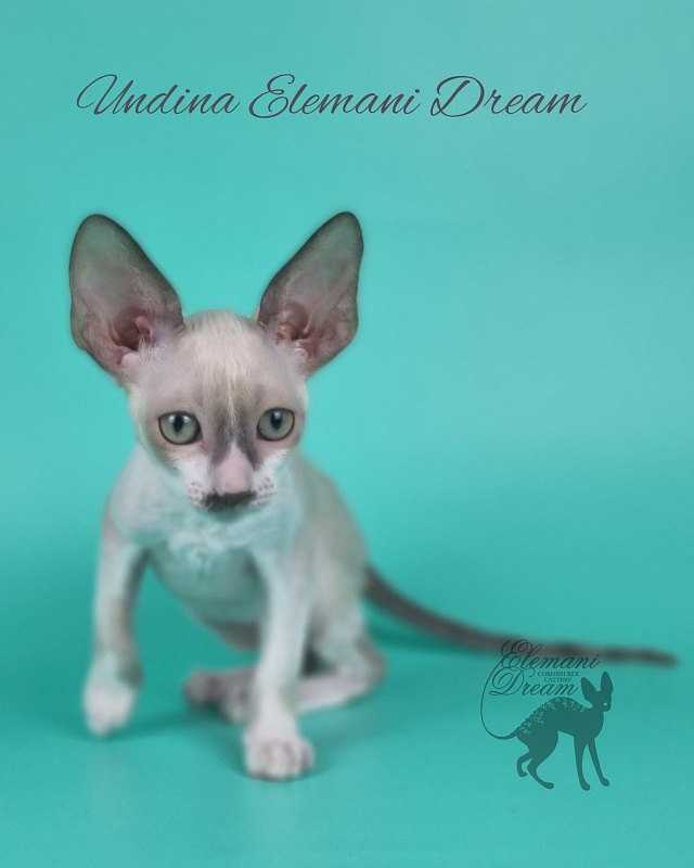 Undina Elemani Dream - Kitten cornish rex 2 months 1 week