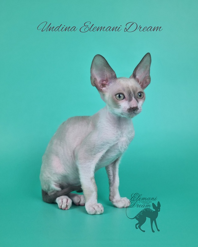 Undina Elemani Dream - Kitten cornish rex 2 months 1 week