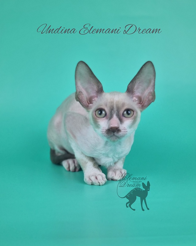 Undina Elemani Dream - Kitten cornish rex 2 months 1 week