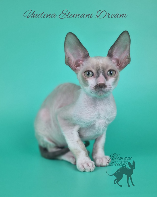 Undina Elemani Dream - Kitten cornish rex 2 months 1 week
