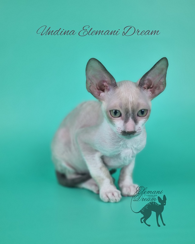 Undina Elemani Dream - Kitten cornish rex 2 months 1 week