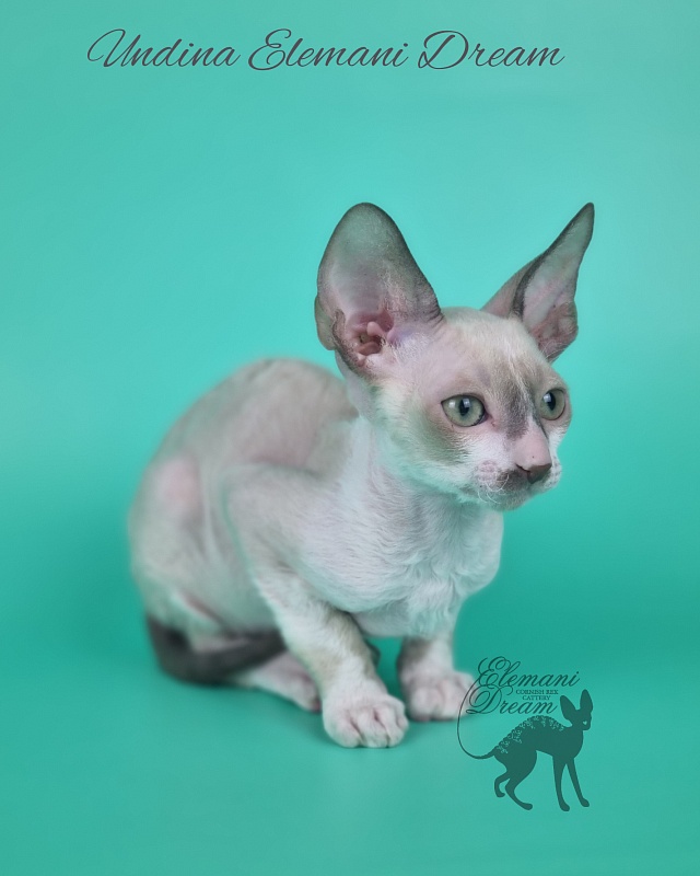 Undina Elemani Dream - Kitten cornish rex 2 months 1 week