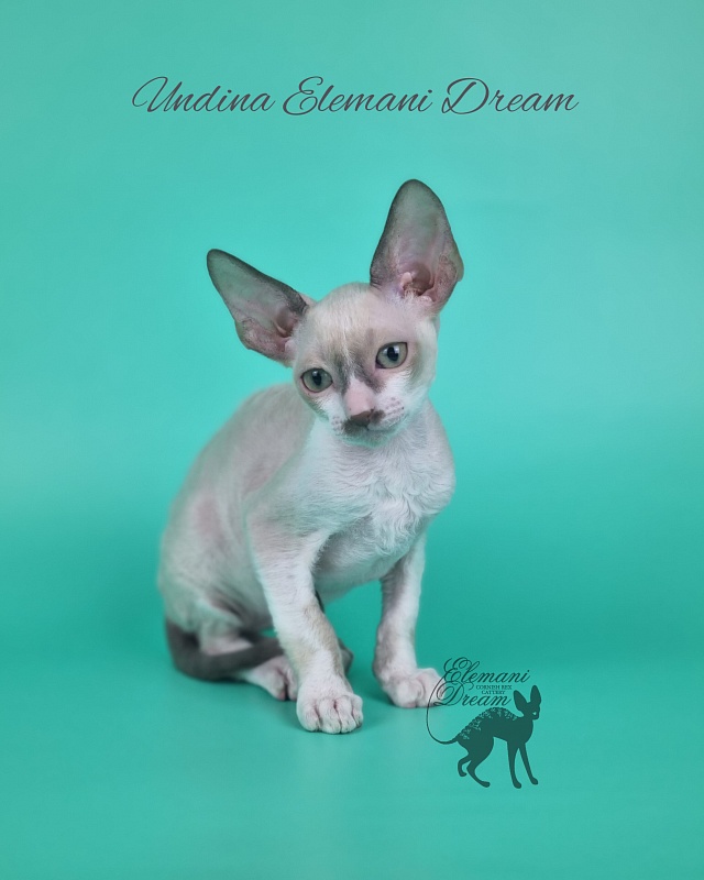 Undina Elemani Dream - Kitten cornish rex 2 months 1 week
