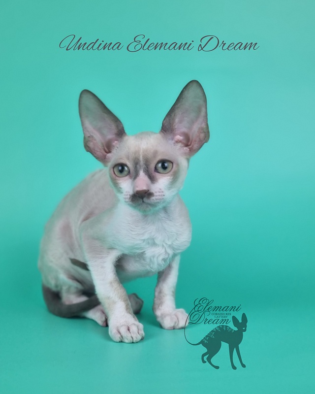 Undina Elemani Dream - Kitten cornish rex 2 months 1 week