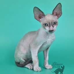 Undina Elemani Dream