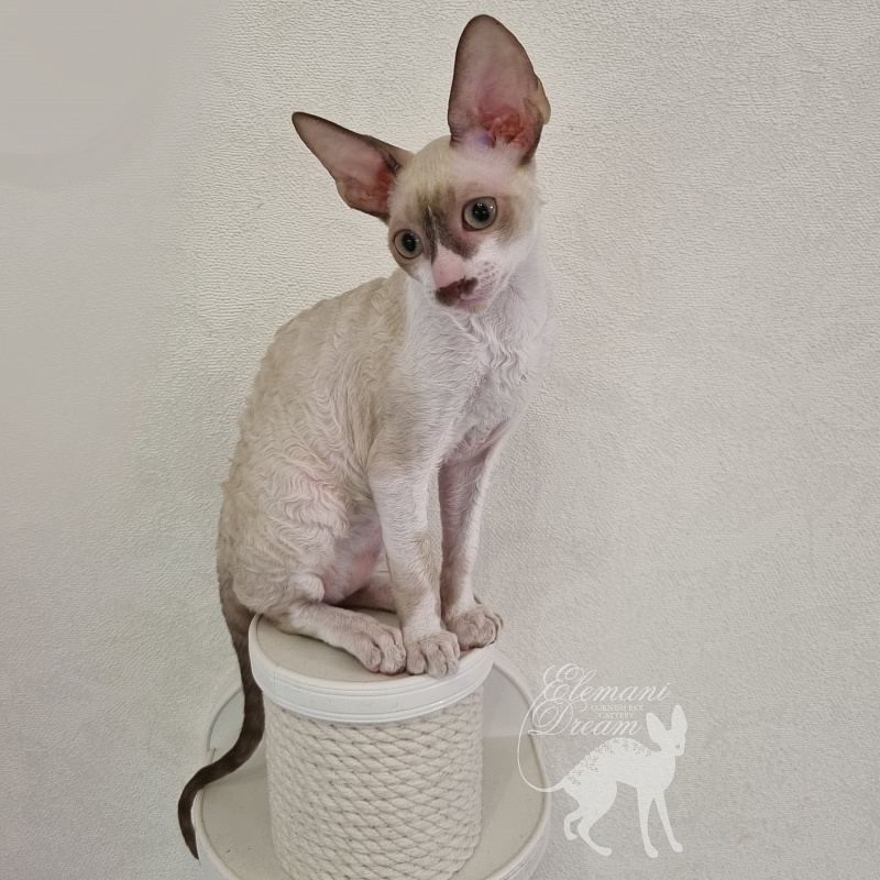 Undina Elemani Dream - Kitten cornish rex 3 months 0.5 weeks