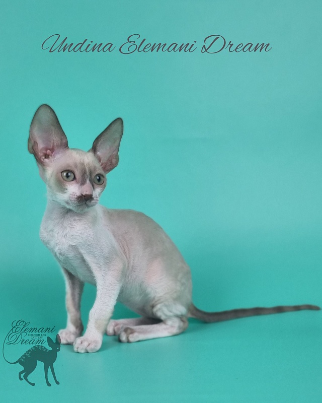 Undina Elemani Dream - Kitten cornish rex 2 months 1 week