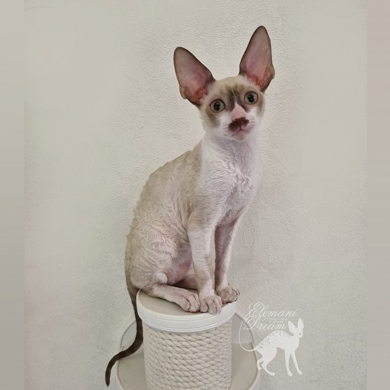 Undina Elemani Dream - Kitten cornish rex 3 months 0.5 weeks