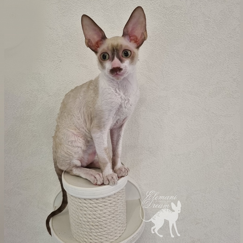 Undina Elemani Dream - Kitten cornish rex 3 months 0.5 weeks