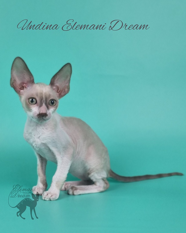 Undina Elemani Dream - Kitten cornish rex 2 months 1 week