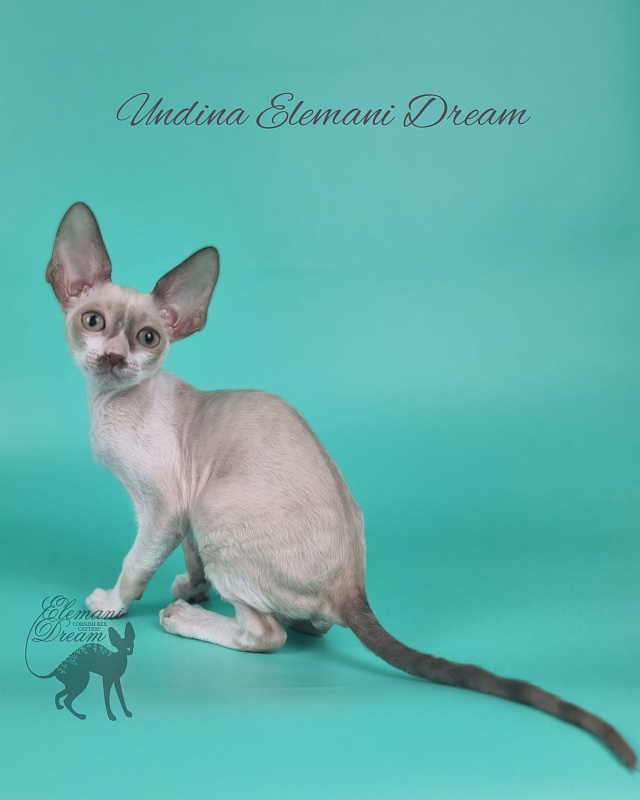Undina Elemani Dream - Kitten cornish rex 2 months 1 week
