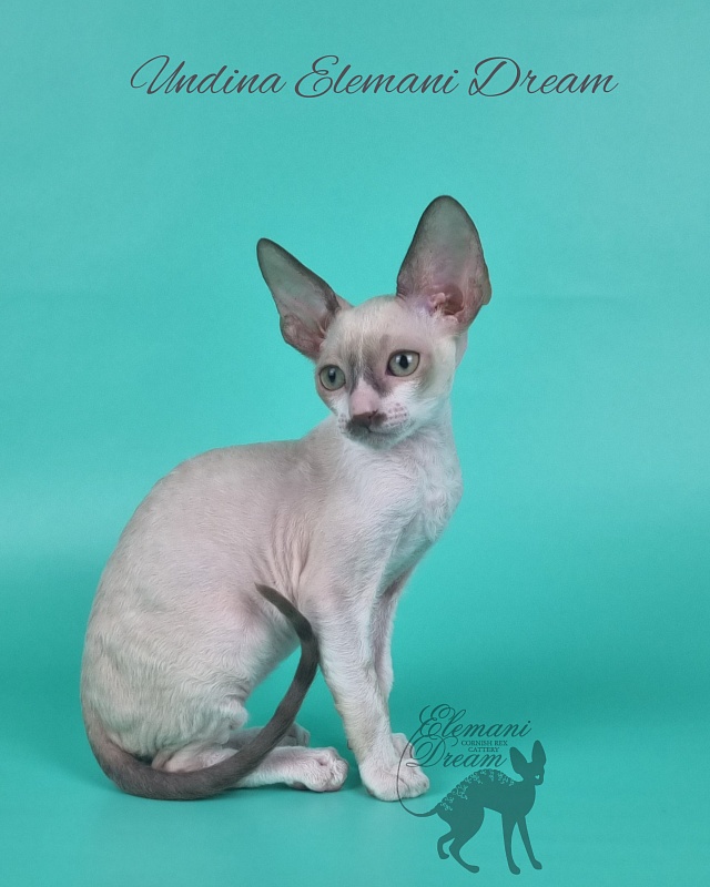 Undina Elemani Dream - Kitten cornish rex 2 months 1 week