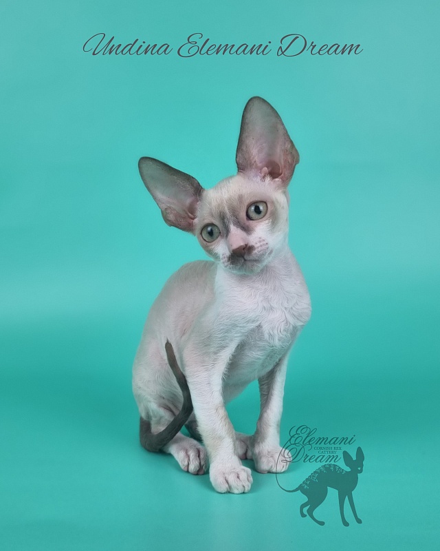 Undina Elemani Dream - Kitten cornish rex 2 months 1 week