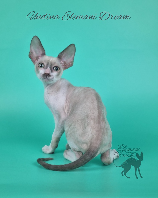 Undina Elemani Dream - Kitten cornish rex 2 months 1 week