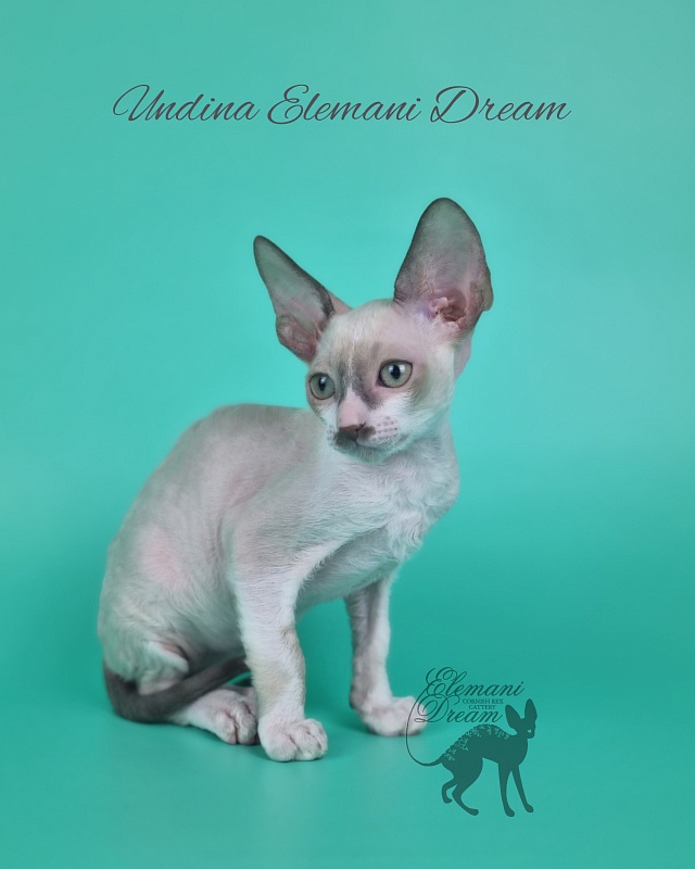 Undina Elemani Dream - Kitten cornish rex 2 months 1 week