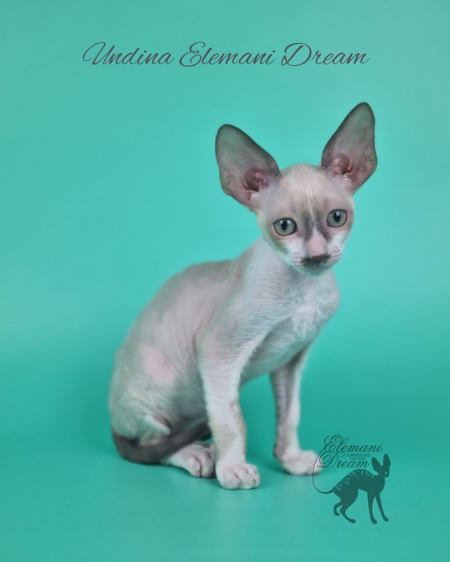 Undina Elemani Dream - Kitten cornish rex 2 months 1 week