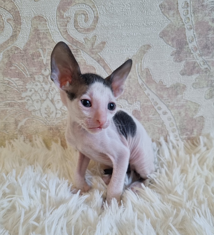 Utro Elemani Dream - Kitten cornish rex 4 weeks