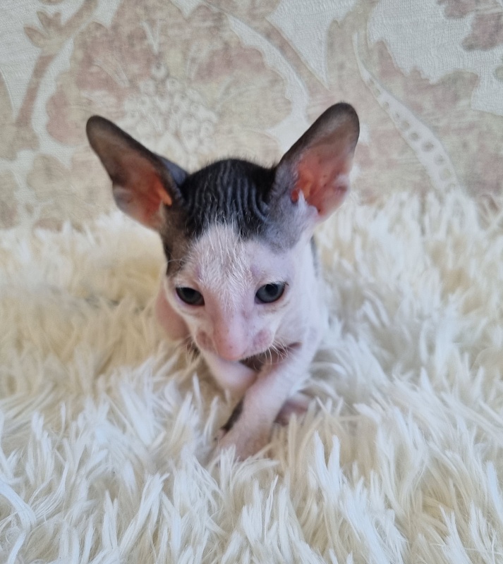 Utro Elemani Dream - Kitten cornish rex 4 weeks