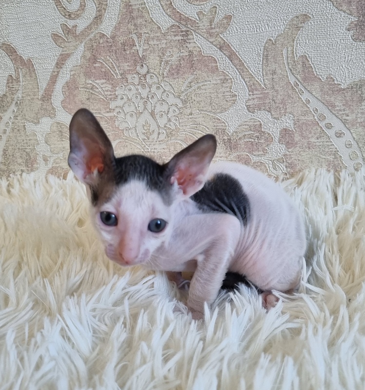Utro Elemani Dream - Kitten cornish rex 4 weeks