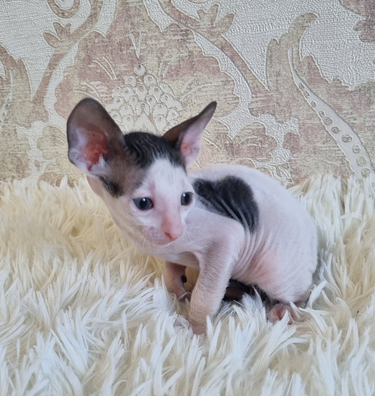 Utro Elemani Dream - Kitten cornish rex 4 weeks