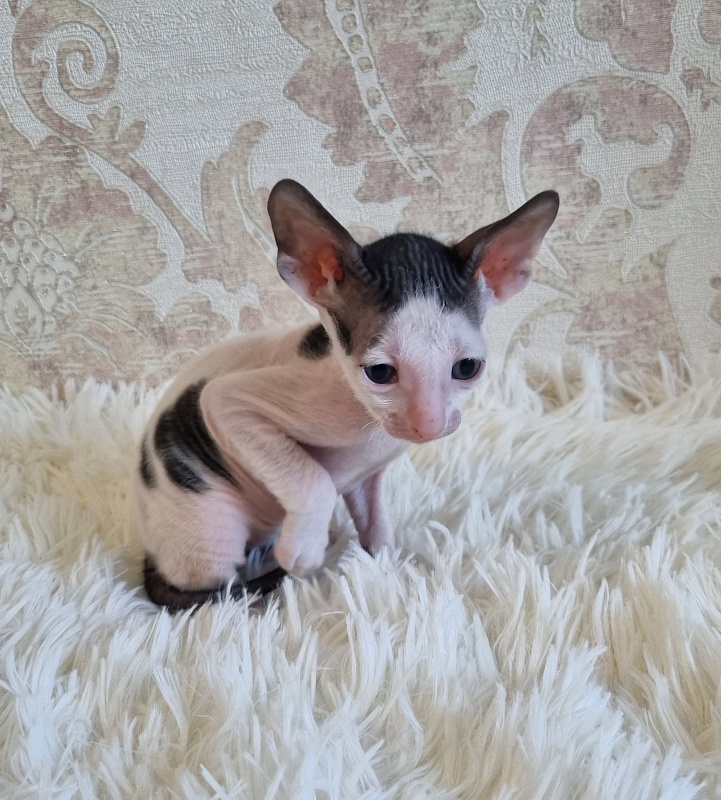 Utro Elemani Dream - Kitten cornish rex 4 weeks