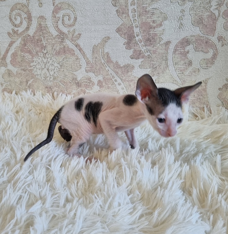 Utro Elemani Dream - Kitten cornish rex 4 weeks