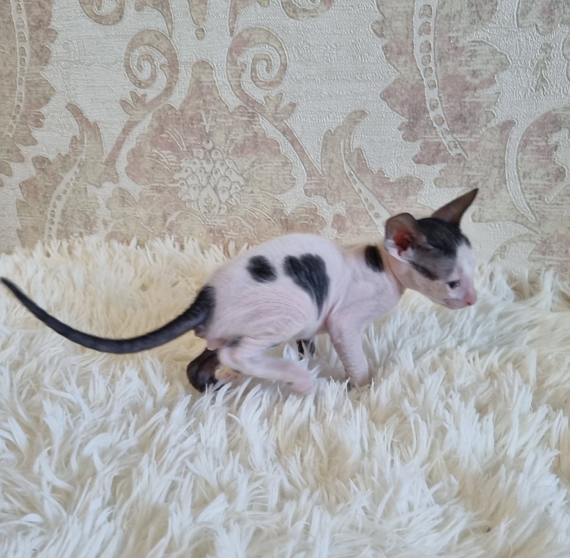 Utro Elemani Dream - Kitten cornish rex 4 weeks