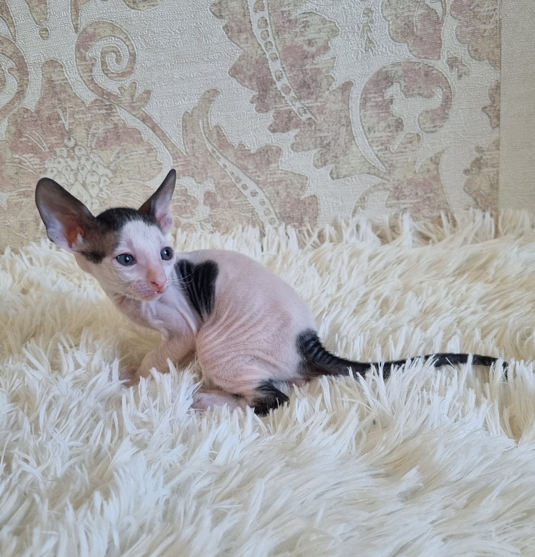 Utro Elemani Dream - Kitten cornish rex 4 weeks